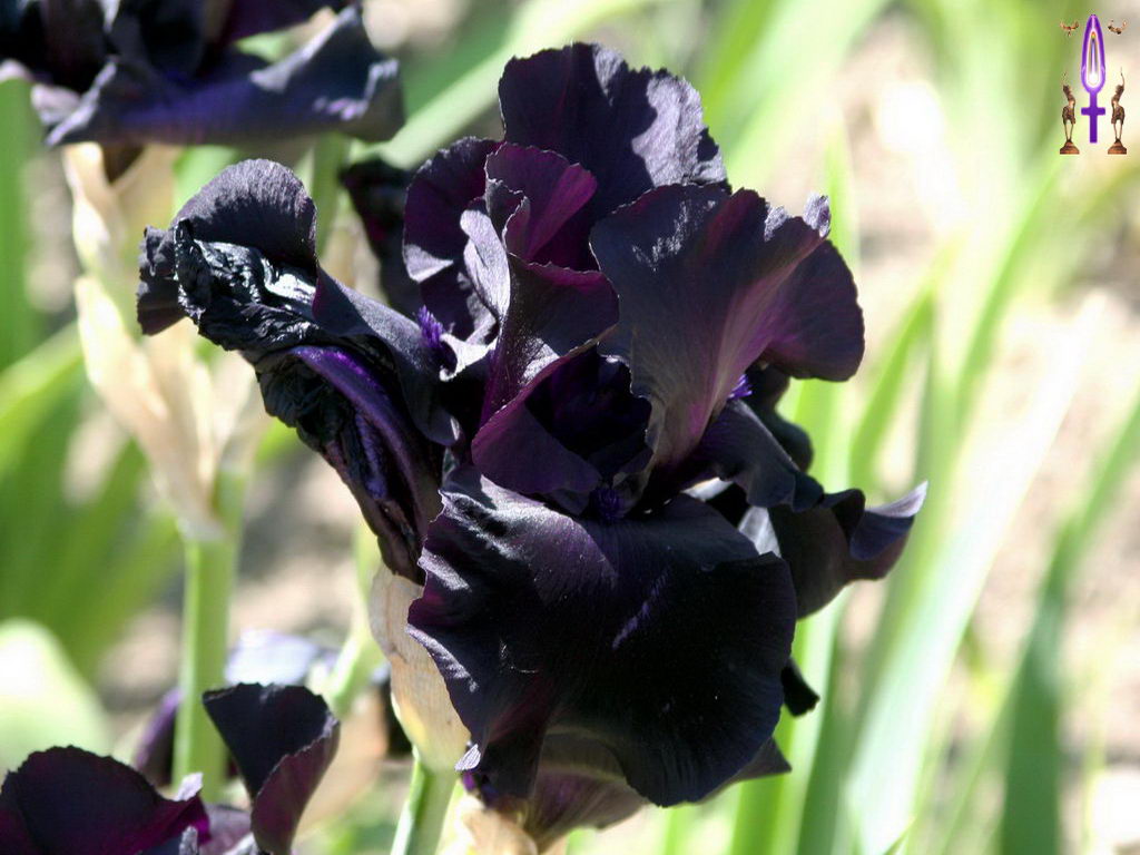 Croix de Lumière, Photo de la Série J No 5 