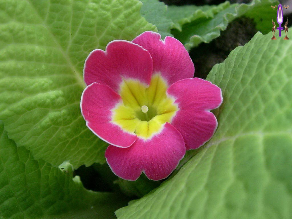 Croix de Lumière, Photo de la Série J No 8 