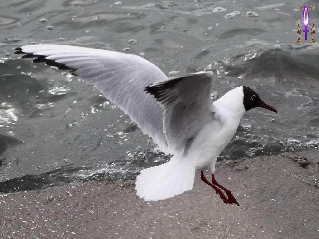 Croix de Lumière, Photo de la Série J No 010 