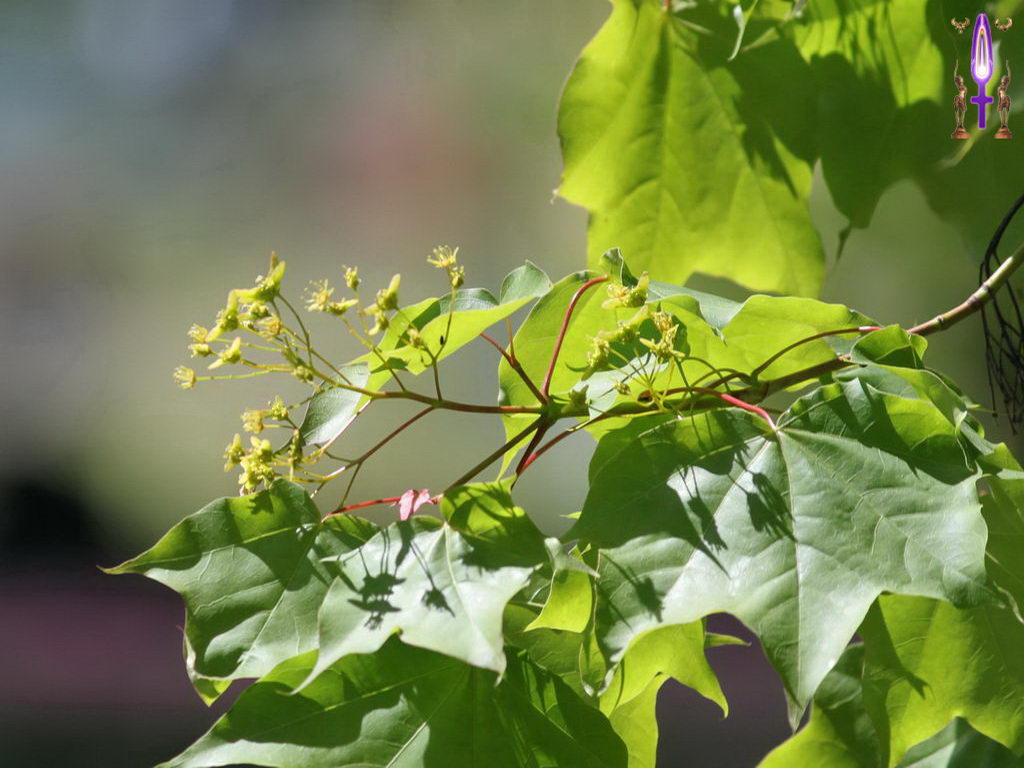 Croix de Lumière, Photo de la Série J No 11 