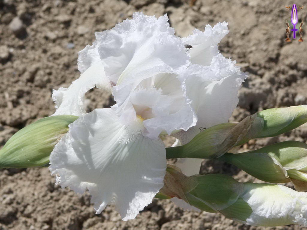 Croix de Lumière, Photo de la Série J No 13 
