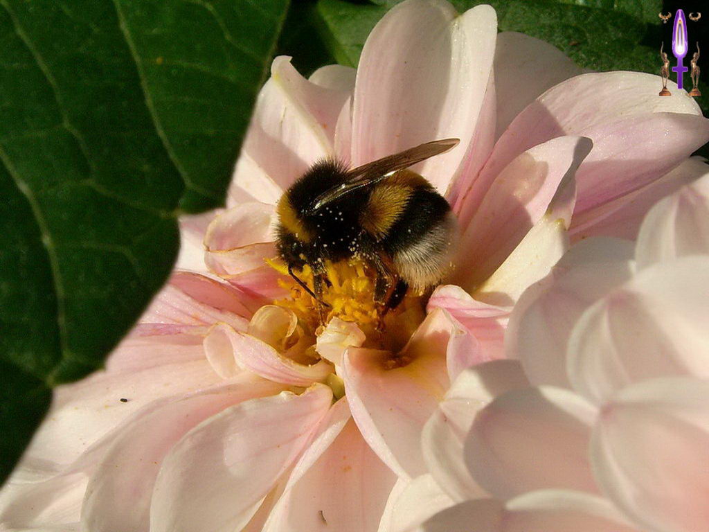 Croix de Lumière, Photo de la Série J No 15 