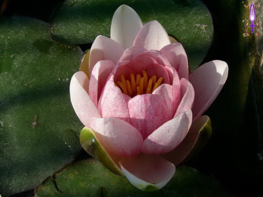 Croix de Lumière, Photo de la Série J No 16 