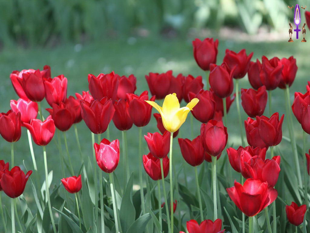 Croix de Lumière, Photo de la Série J No 17 