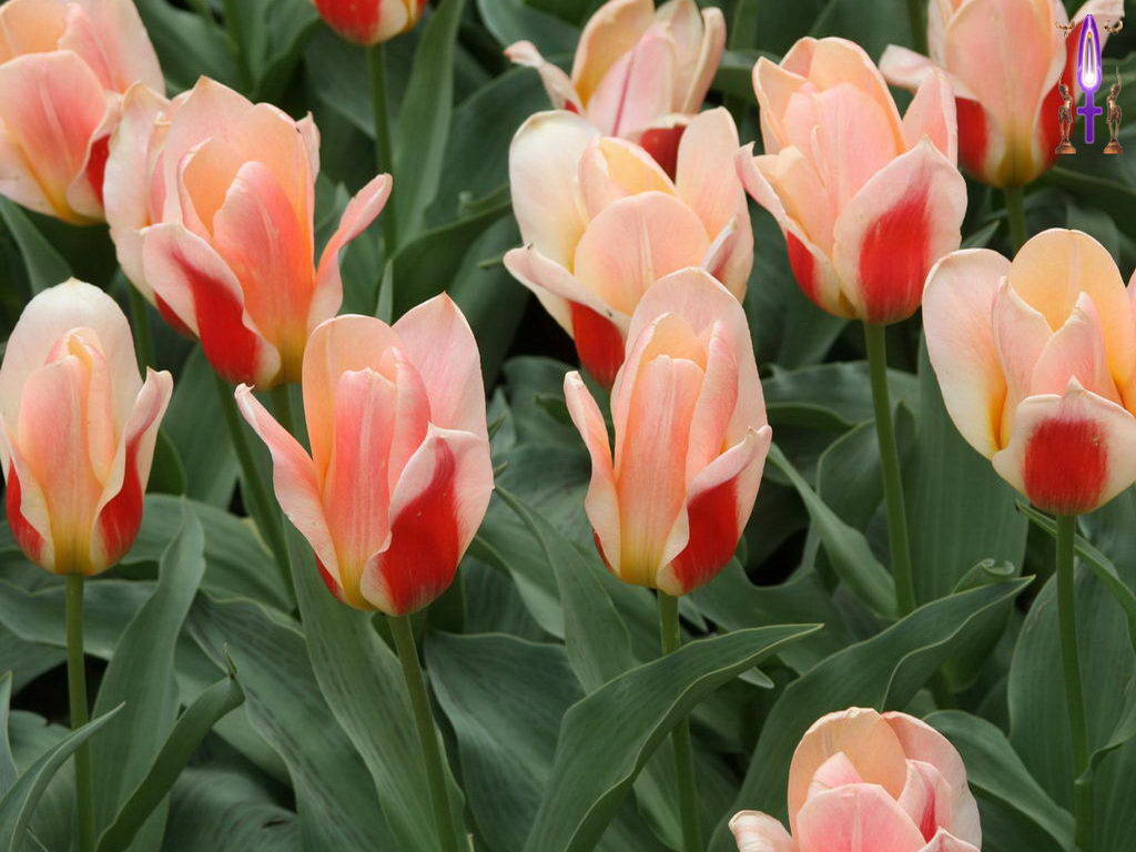 Croix de Lumière, Photo de la Série J No 19 