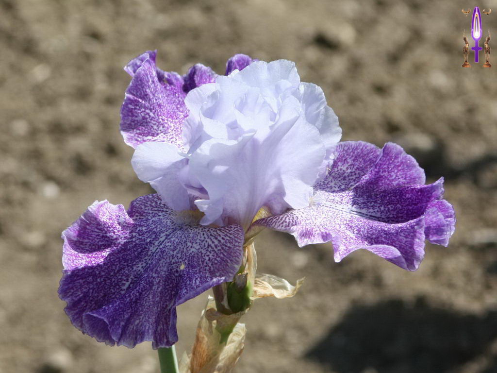 Croix de Lumière, Photo de la Série J No 20 