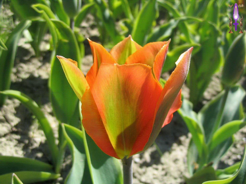 Croix de Lumière, Photo de la Série J No 21 