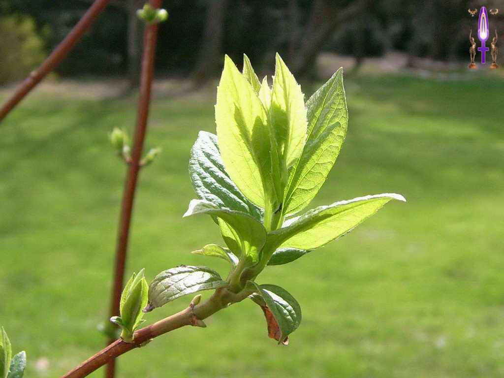 Croix de Lumière, Photo de la Série J No 23 