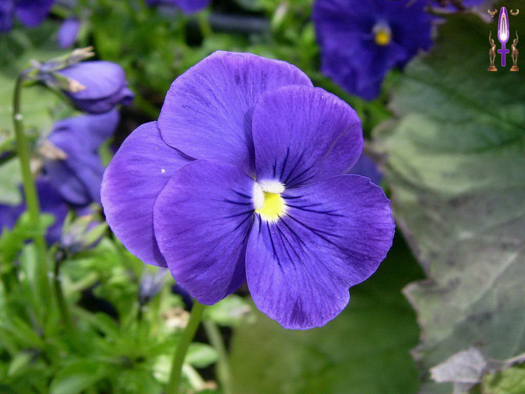 Croix de Lumière, Photo de la Série J No 24 