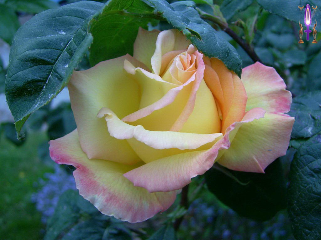 Croix de Lumière, Photo de la Série J No 25 