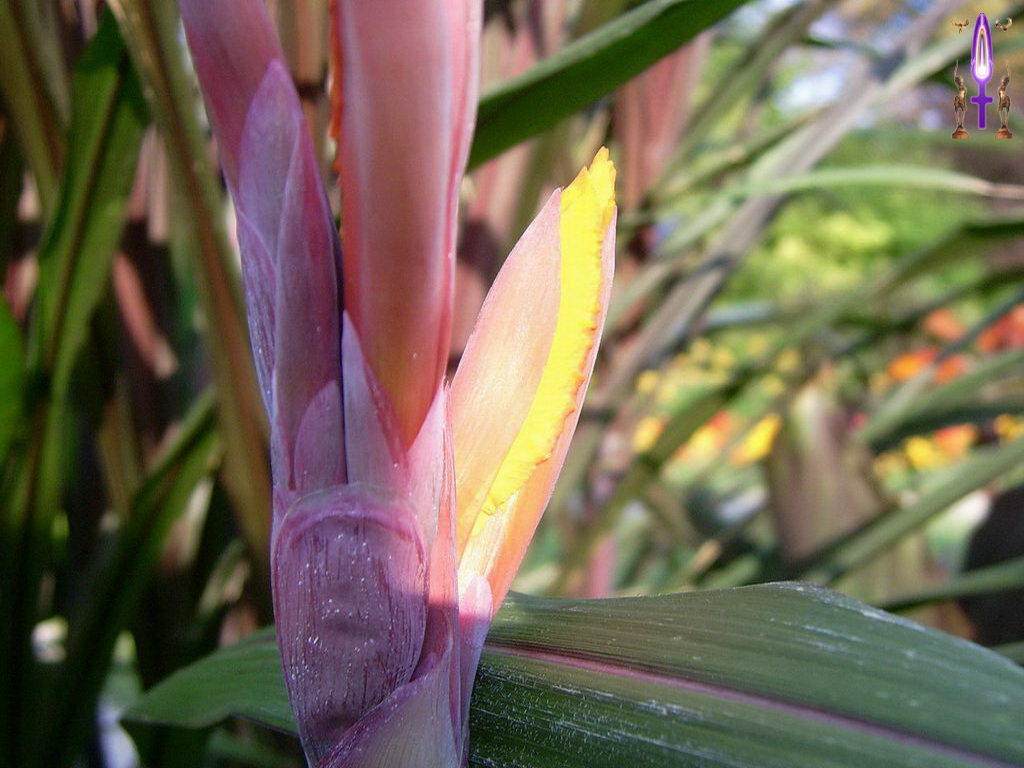 Croix de Lumière, Photo de la Série J No 28 