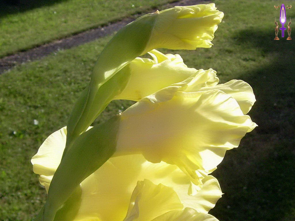 Croix de Lumière, Photo de la Série J No 29 