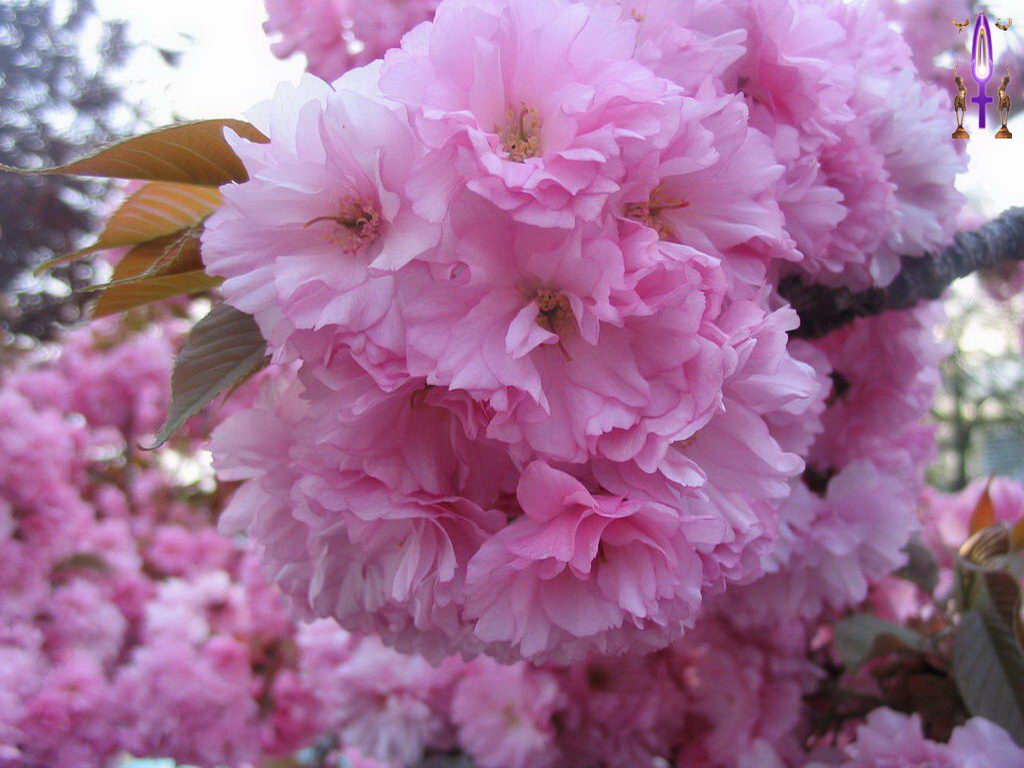 Croix de Lumière, Photo de la Série J No 30 