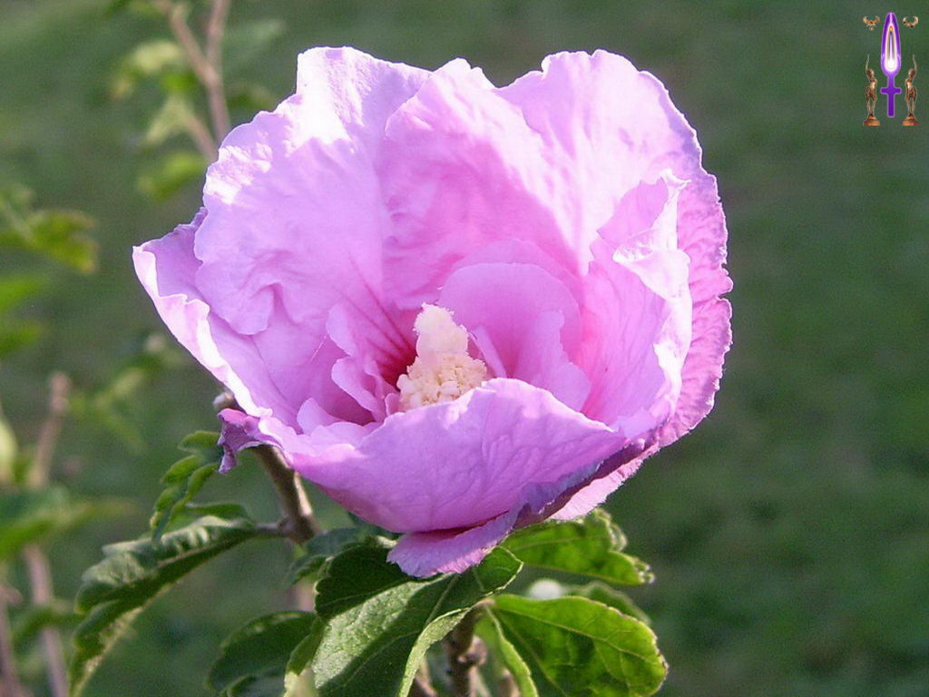 Croix de Lumière, Photo de la Série J No 33 