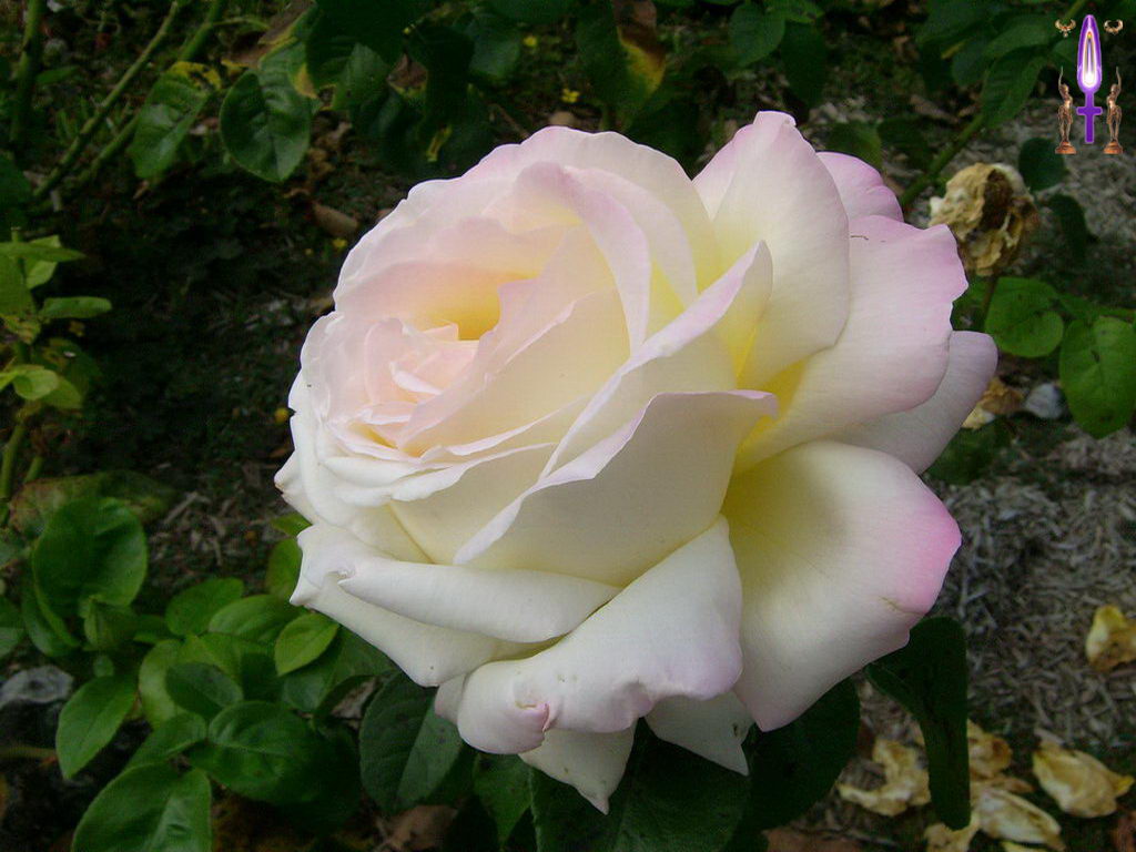 Croix de Lumière, Photo de la Série J No 34 