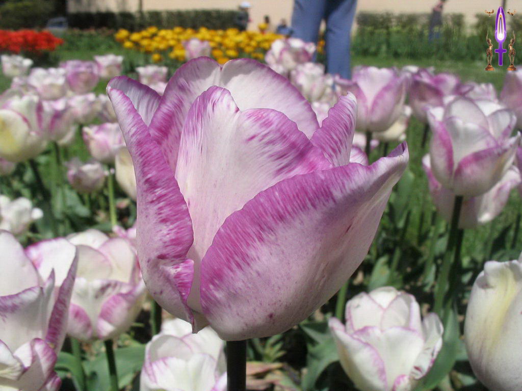 Croix de Lumière, Photo de la Série J No 35 