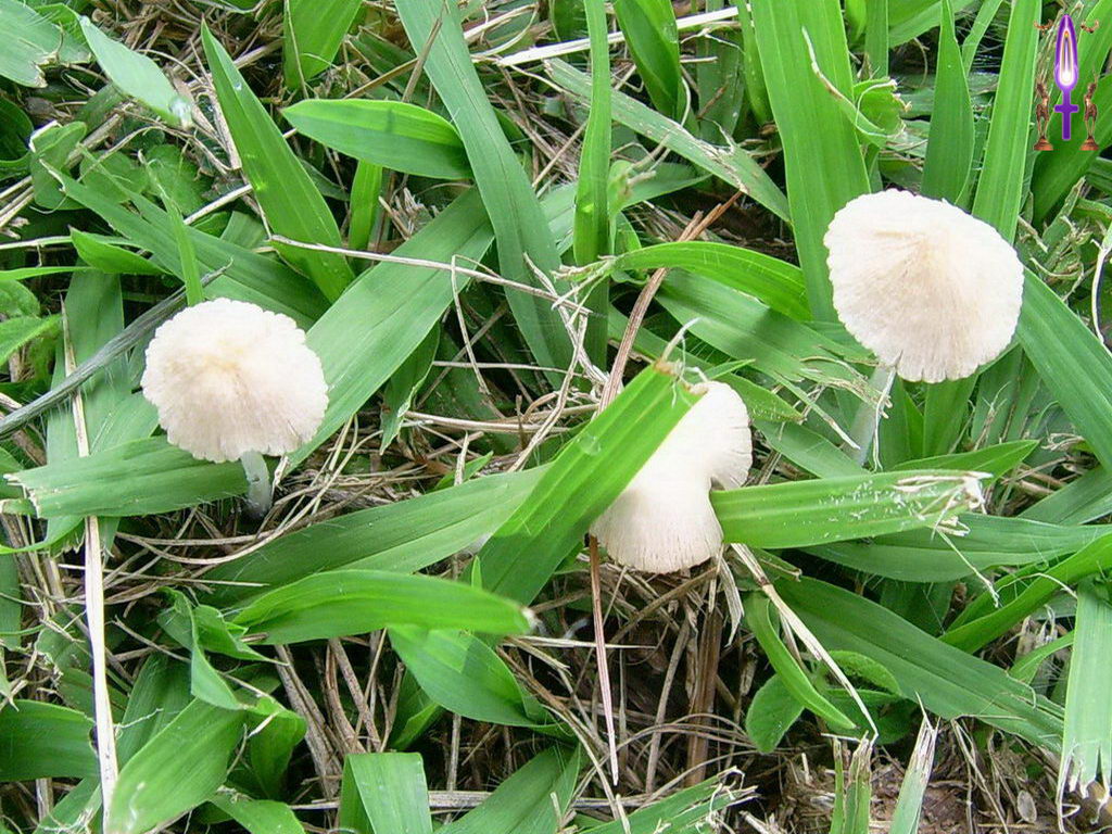 Croix de Lumière, Photo de la Série J No 45 