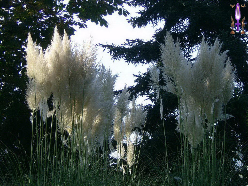 Croix de Lumière, Photo de la Série J No 51 