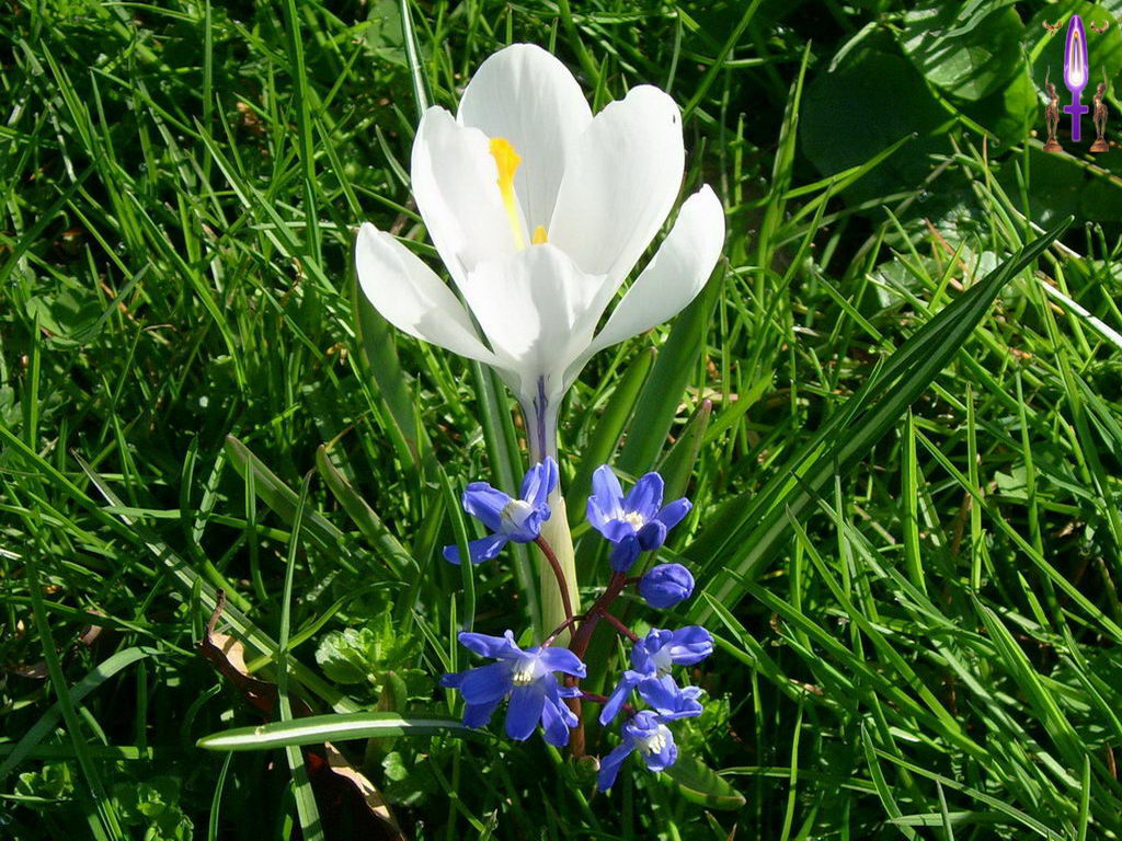 Croix de Lumière, Photo de la Série J No 52 