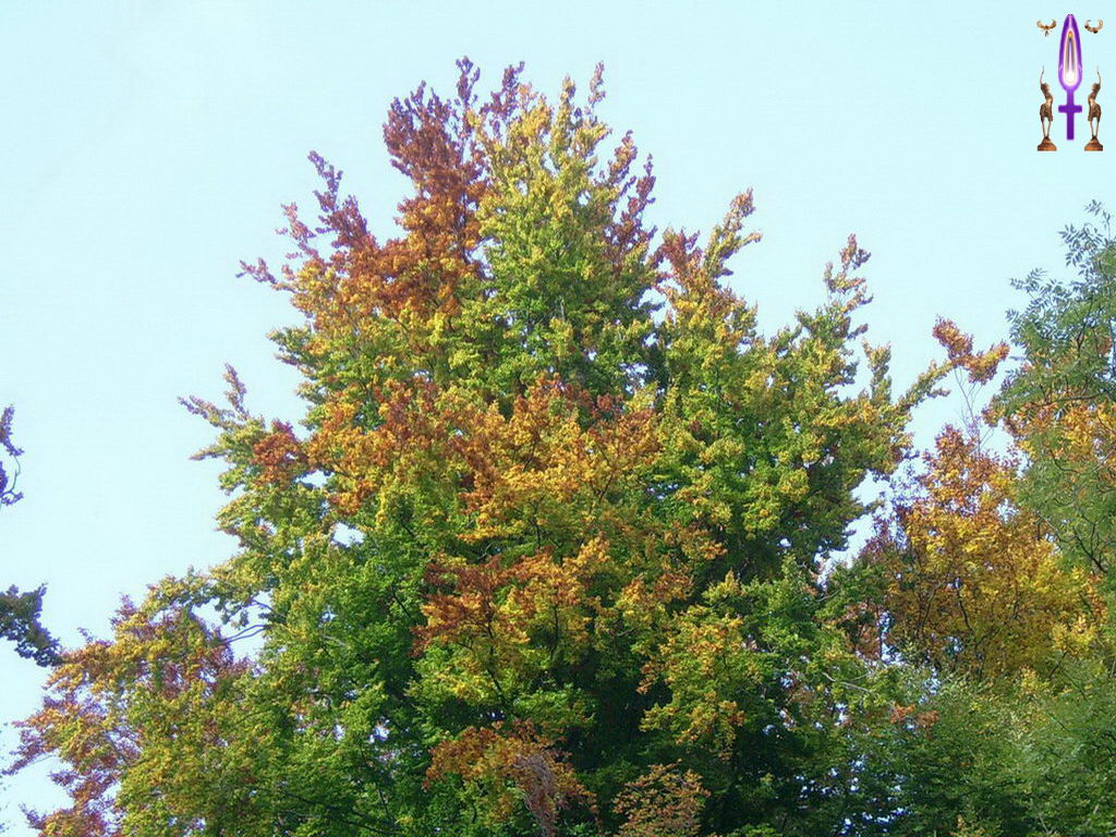 Croix de Lumière, Photo de la Série J No 54 