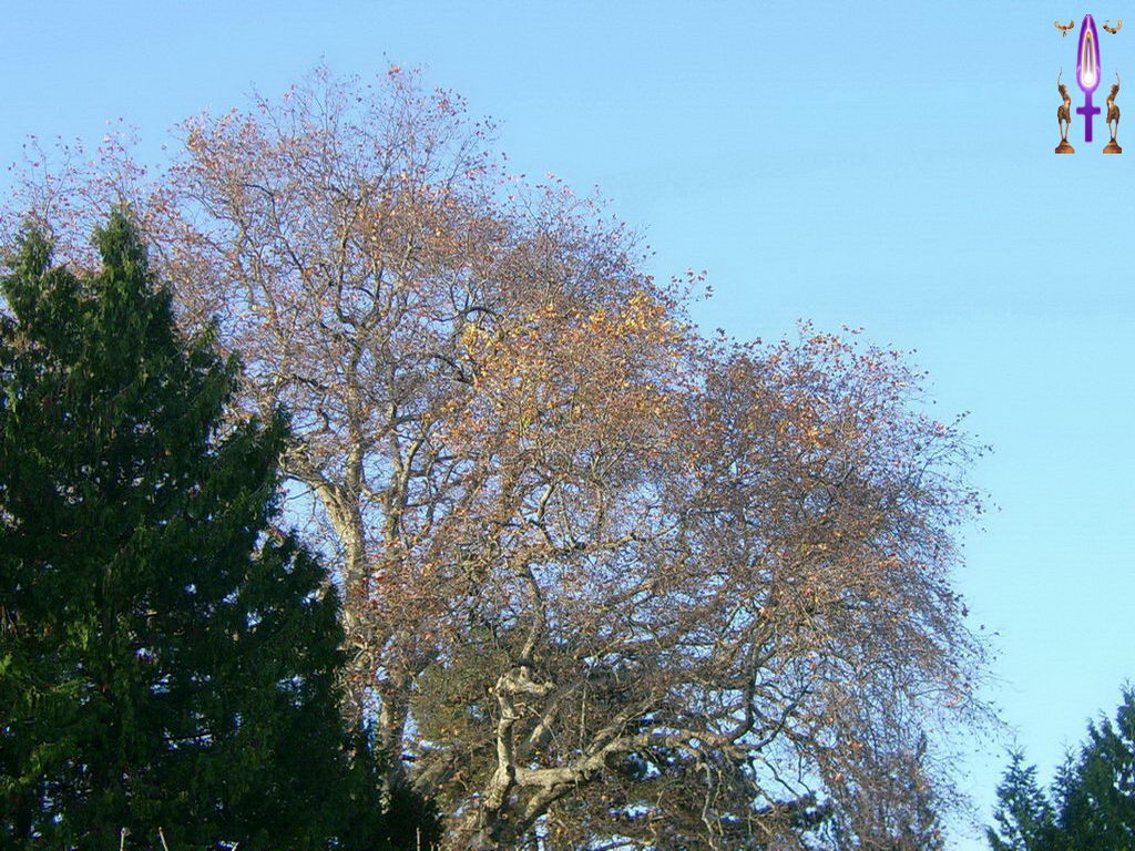 Croix de Lumière, Photo de la Série J No 57 