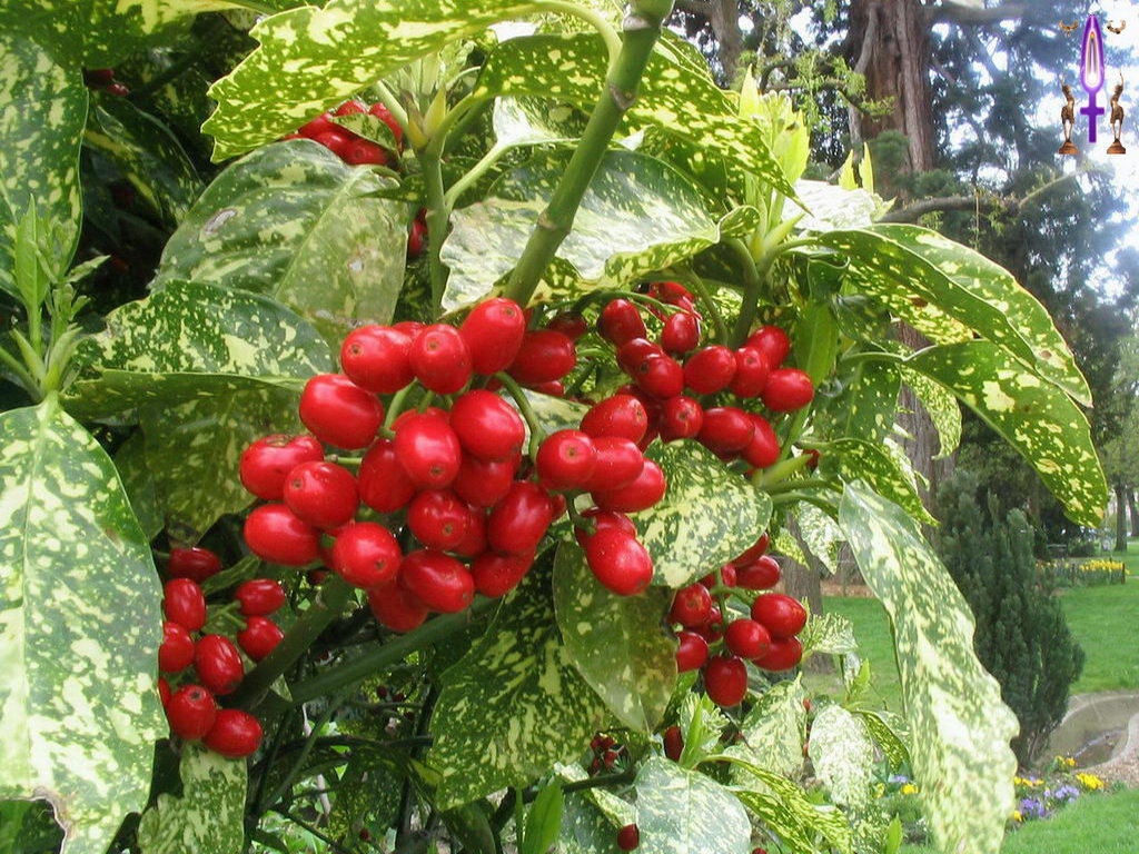 Croix de Lumière, Photo de la Série J No 64 