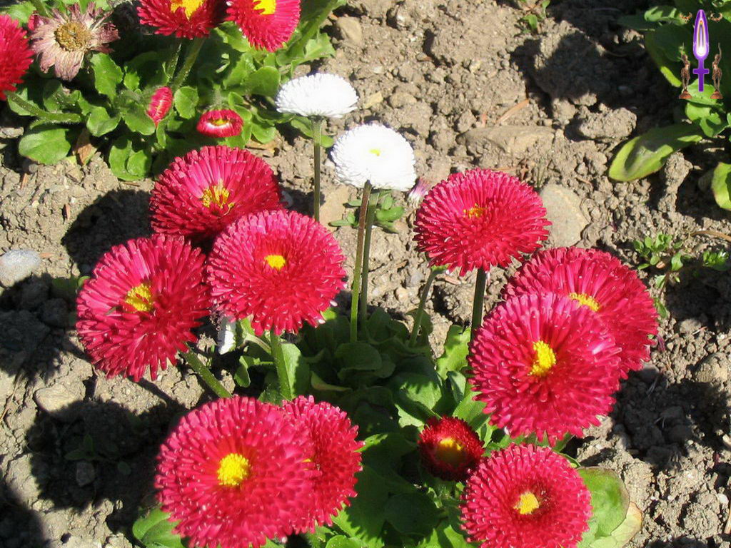 Croix de Lumière, Photo de la Série J No 65 