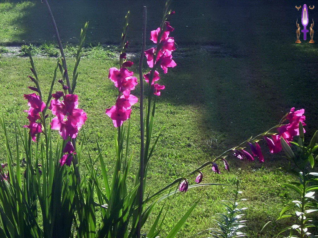 Croix de Lumière, Photo de la Série J No 67 