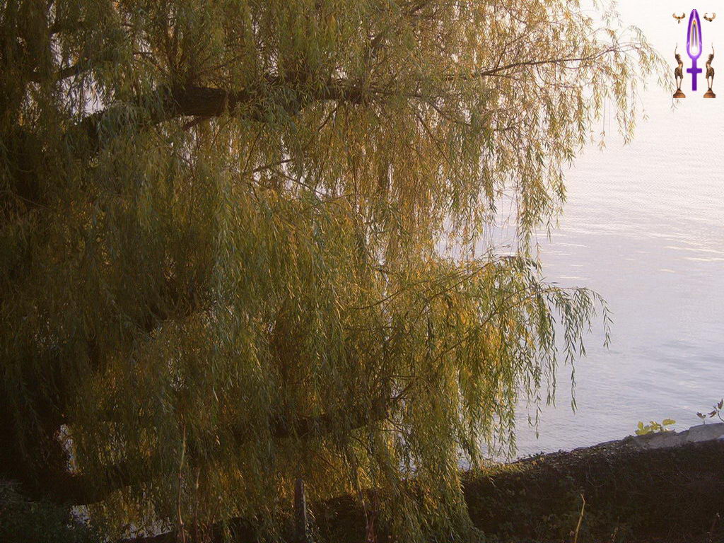 Croix de Lumière, Photo de la Série J No 73 