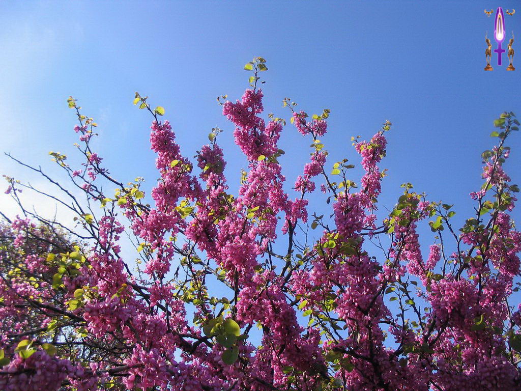 Croix de Lumière, Photo de la Série J No 76 