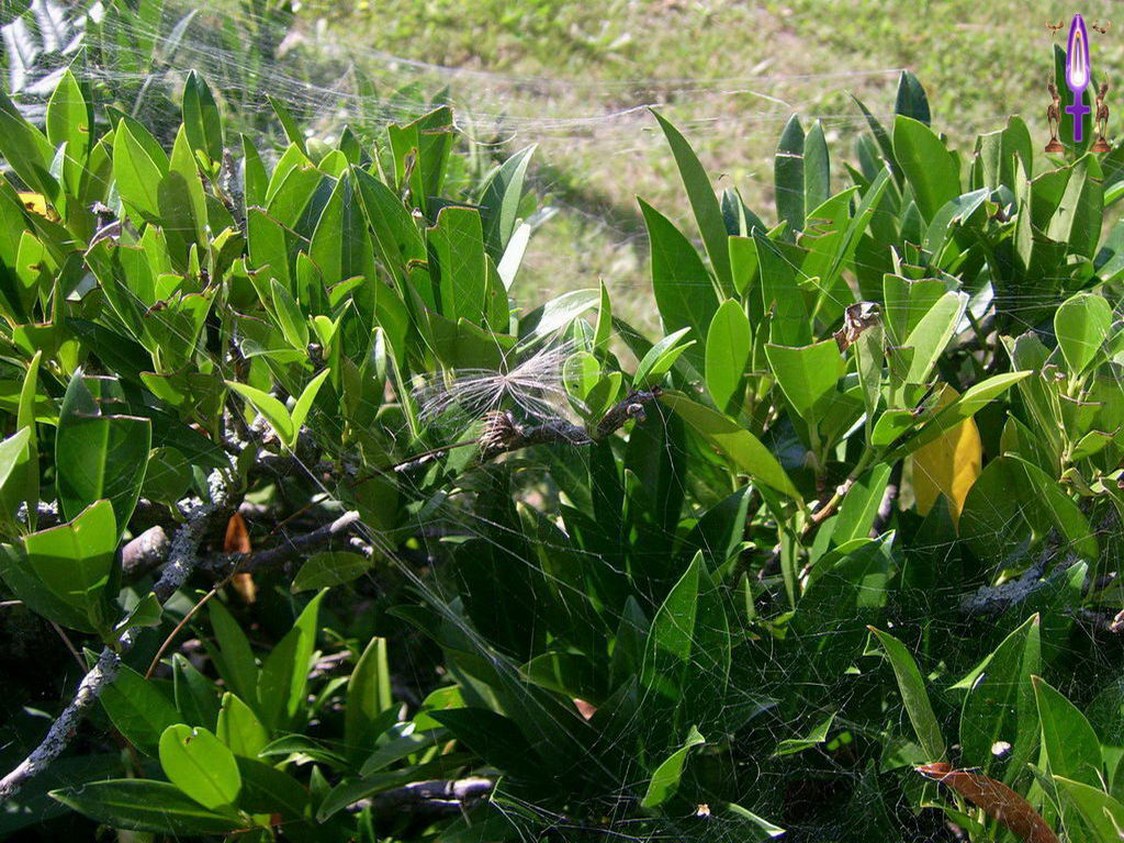 Croix de Lumière, Photo de la Série J No 78 