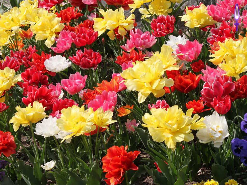 Croix de Lumière, Photo de la Série J No 81 