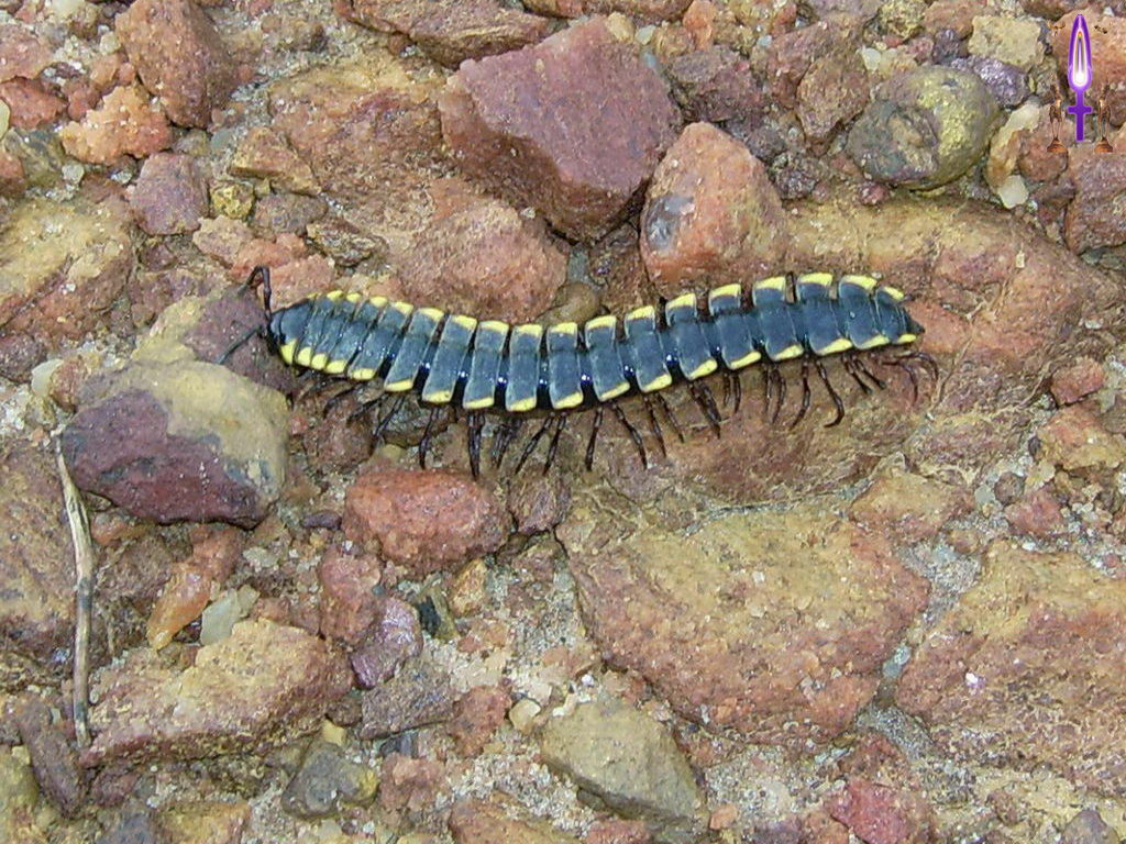 Croix de Lumière, Photo de la Série J No 82 