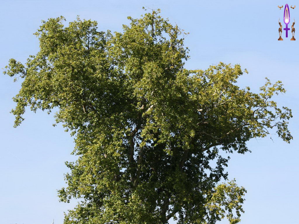Croix de Lumière, Photo de la Série J No 83 