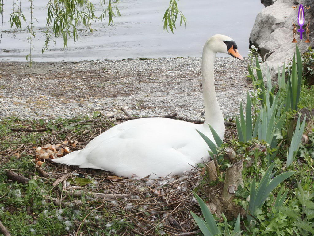 Croix de Lumière, Photo de la Série J No 85 