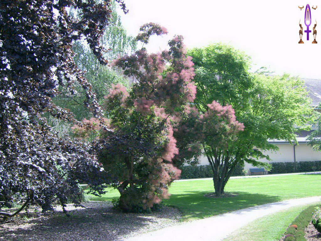 Croix de Lumière, Photo de la Série J No 94 