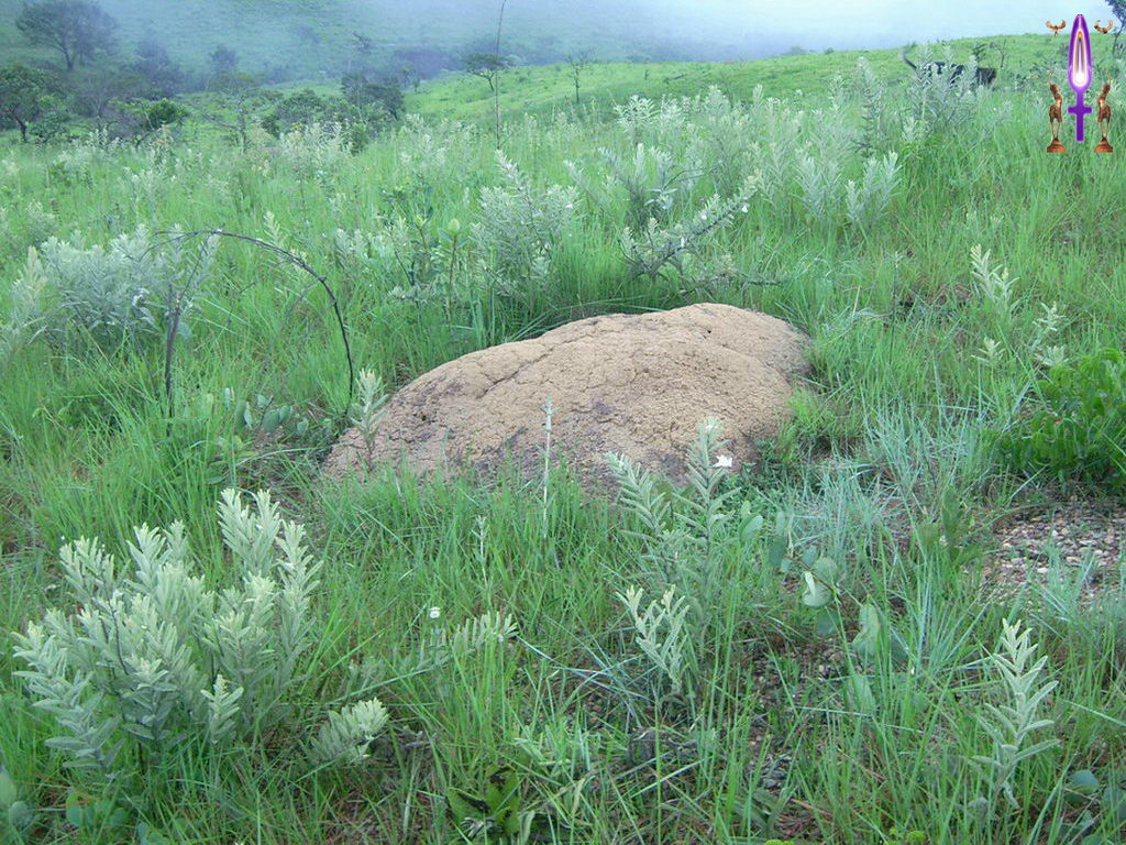 Croix de Lumière, Photo de la Série J No 95 
