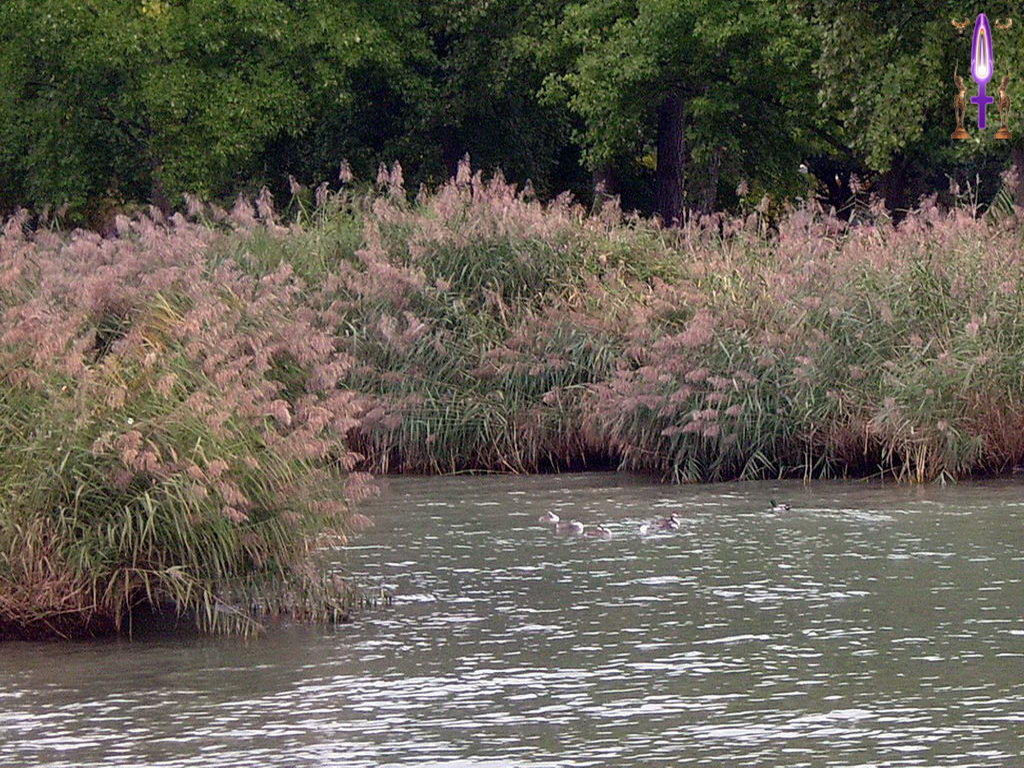 Croix de Lumière, Photo de la Série J No 105 