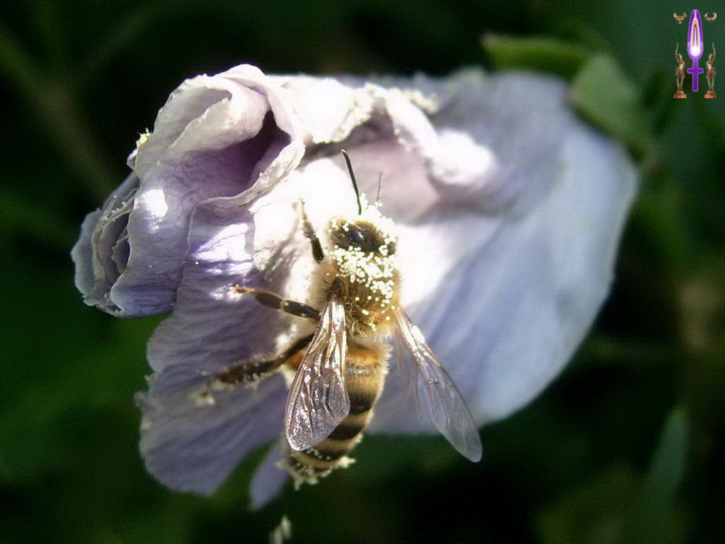 Croix de Lumière, Photo de la Série K No 1 