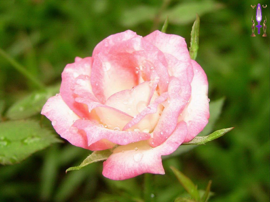 Croix de Lumière, Photo de la Série K No 3 