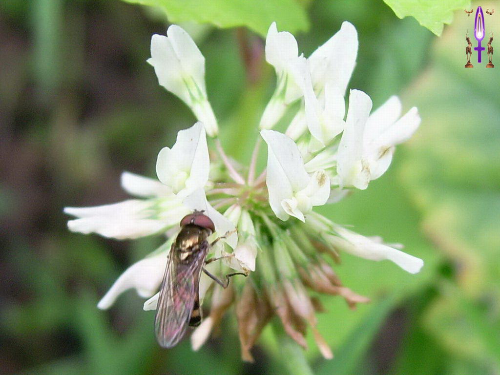 Croix de Lumière, Photo de la Série K No 5 