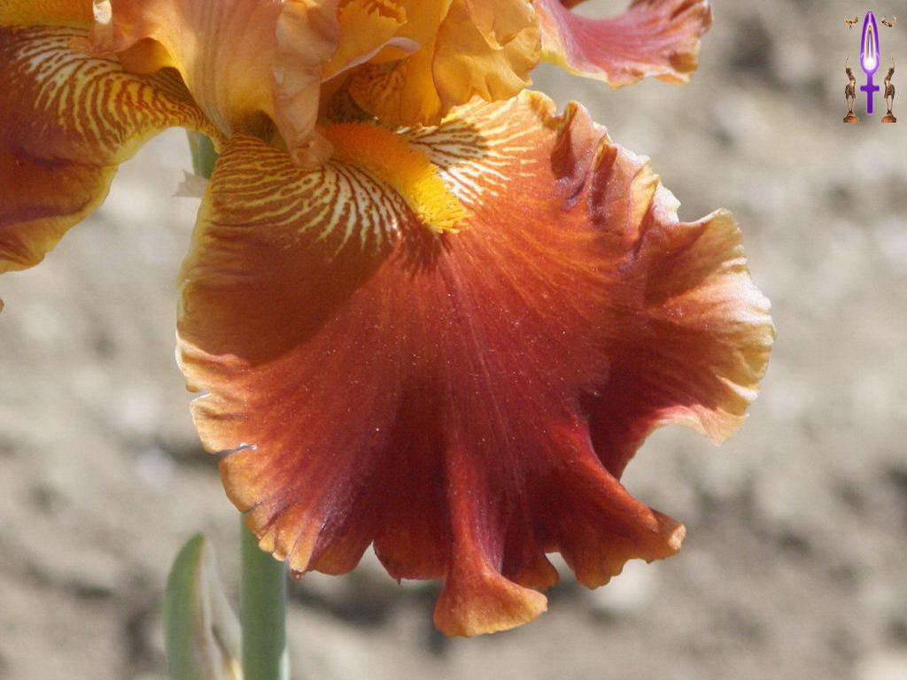 Croix de Lumière, Photo de la Série K No 6 