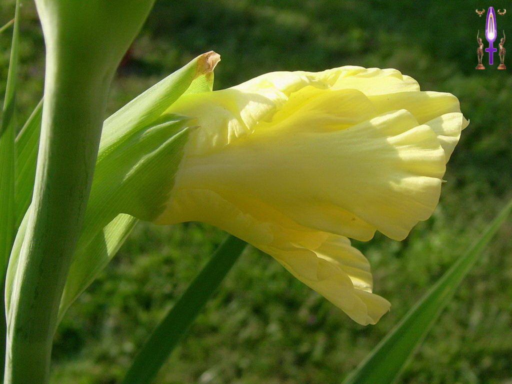 Croix de Lumière, Photo de la Série K No 9 