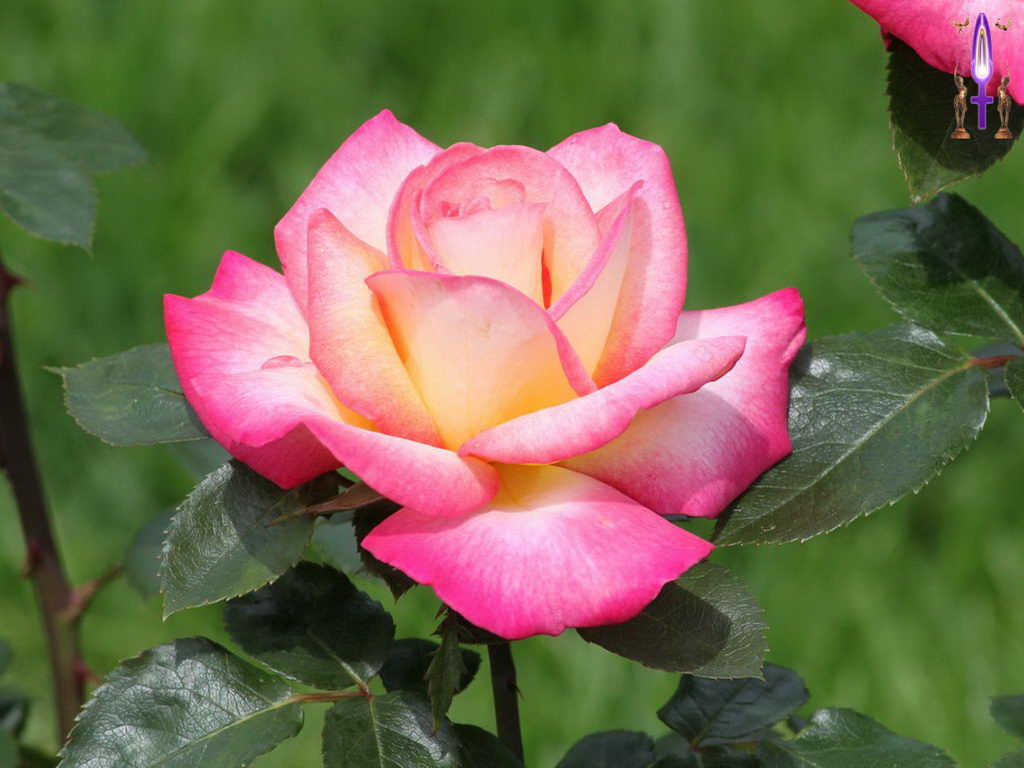 Croix de Lumière, Photo de la Série K No 010 