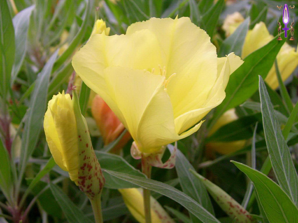 Croix de Lumière, Photo de la Série K No 11 