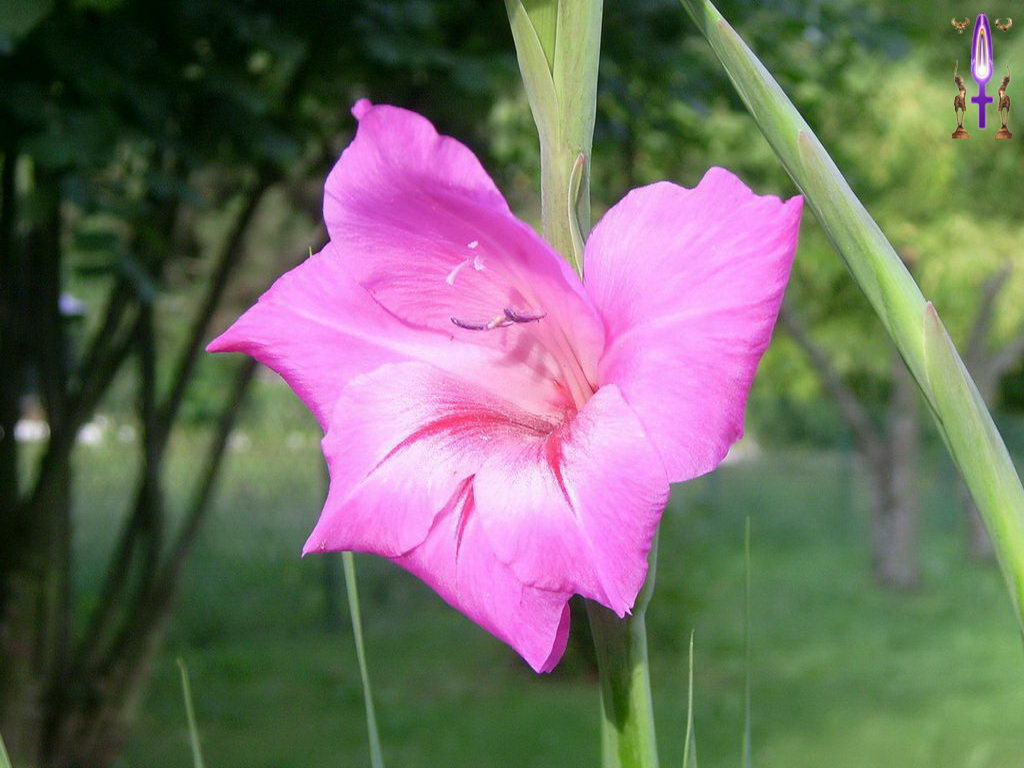Croix de Lumière, Photo de la Série K No 13 