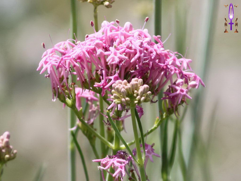 Croix de Lumière, Photo de la Série K No 14 