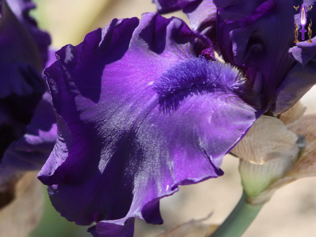 Croix de Lumière, Photo de la Série K No 16 