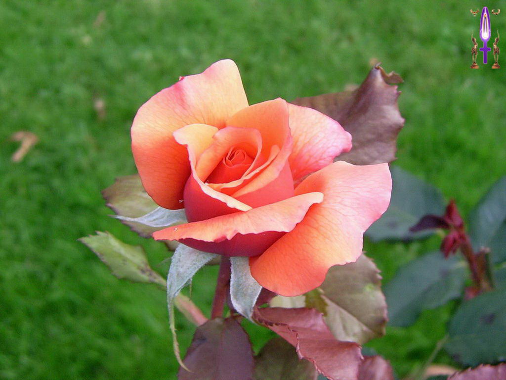 Croix de Lumière, Photo de la Série K No 17 