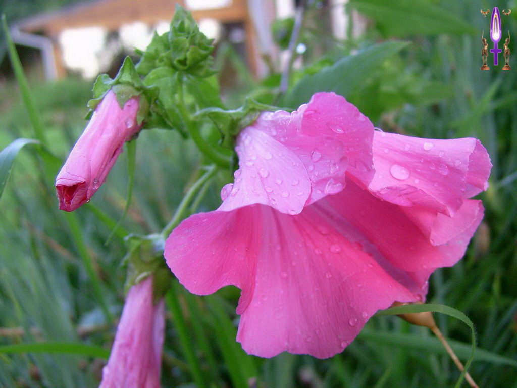 Croix de Lumière, Photo de la Série K No 18 